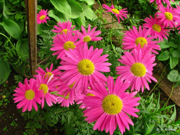 Пиретрум Робинсон ред