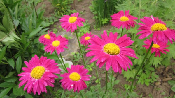 Пиретрум Персидская Ромашка