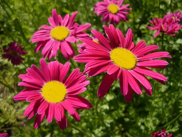 Пиретрум розовый Робинсон ред