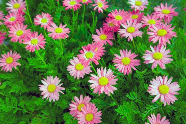 Пиретрум Персидская Ромашка