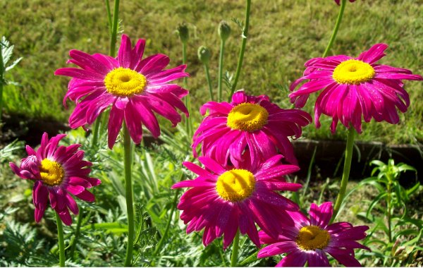 Пиретрум Персидская Ромашка