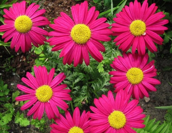 Пиретрум гиганты Робинсона