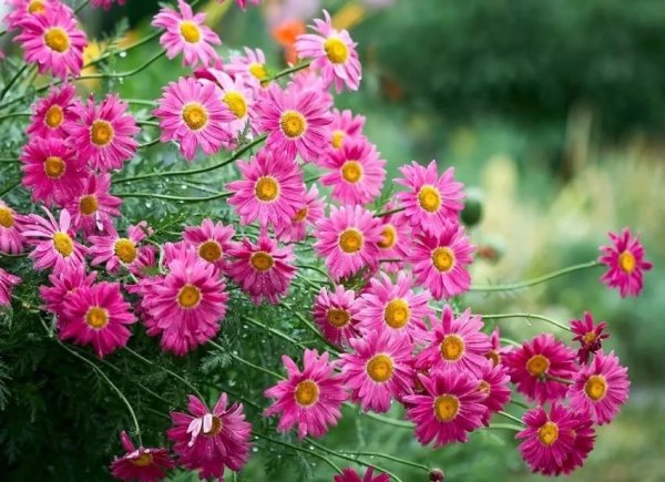 Пиретрум цветок