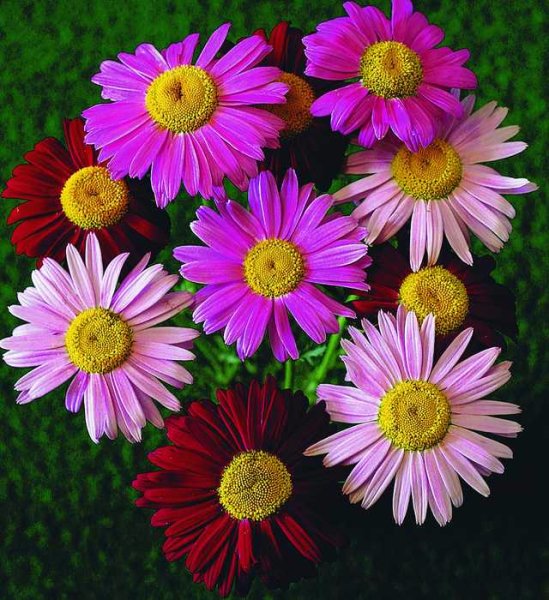 Пиретрум цветок