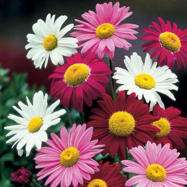 Пиретрум цветок