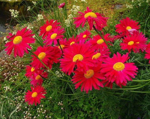 Пиретрум Персидская Ромашка