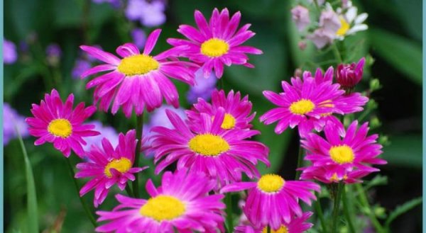 Пиретрум Астра