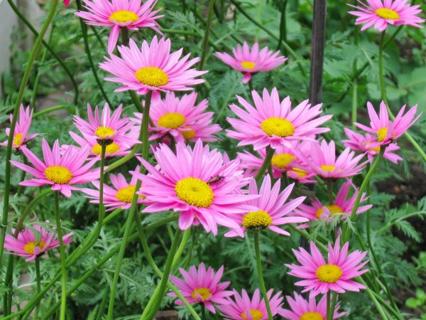 Пиретрум красный Робинсон Гиант Роуз