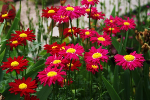 Пиретрум Персидская Ромашка