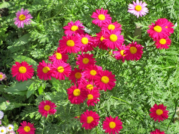 Ромашка пиретрум