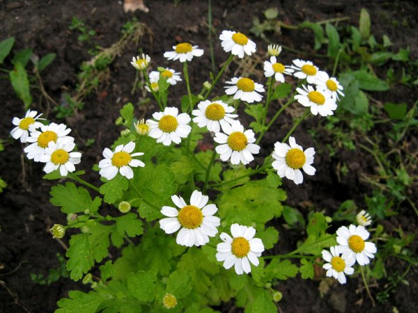 Матрикария пиретрум