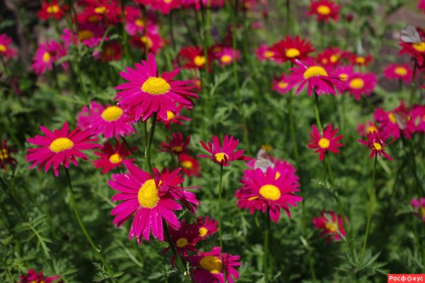 Ромашка пиретрум