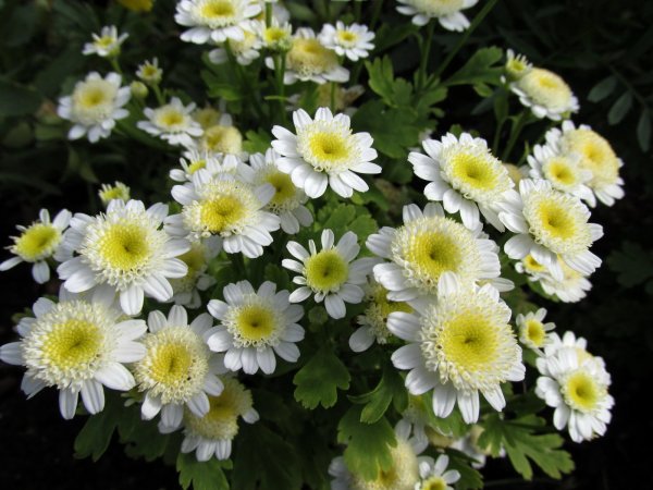 Матрикария пиретрум девичий Хризантема