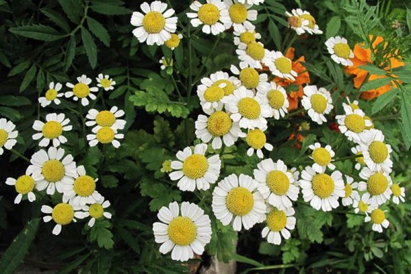 Пиретрум цинерариелистный далматская Ромашка