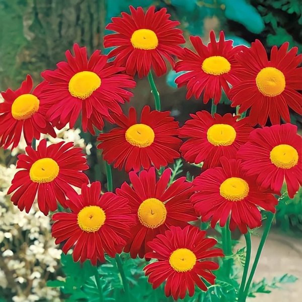 Пиретрум Робинсон ред