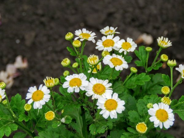 Пиретрум белый