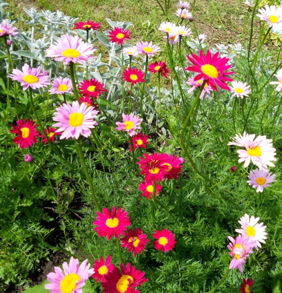 Пиретрум Персидская Ромашка