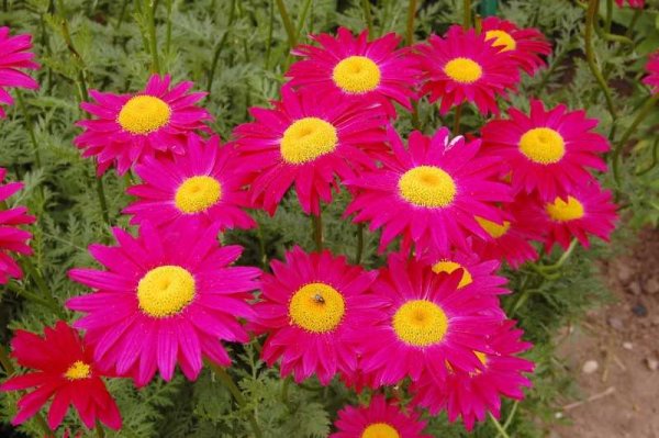 Пиретрум гиганты Робинсона