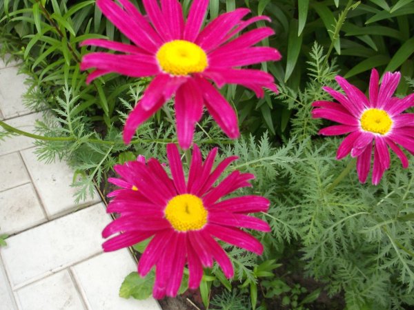 Пиретрум алая звезда