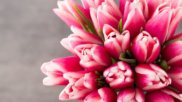 Розовые тюльпаны