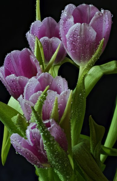 Роса на тюльпанах