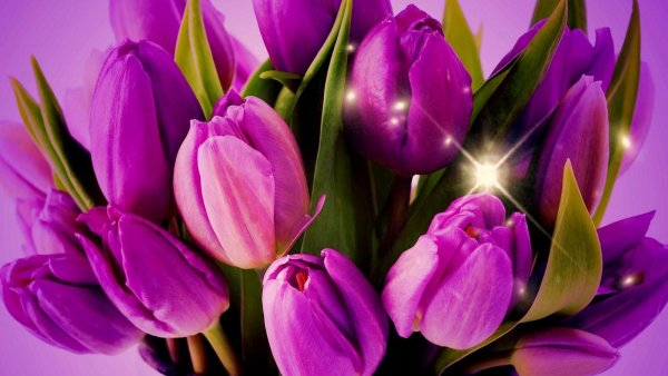 Эйвон тюльпаны