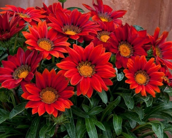 Гацания и газания