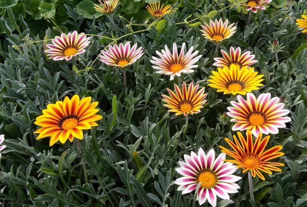 Гацания Нью дей Роуз