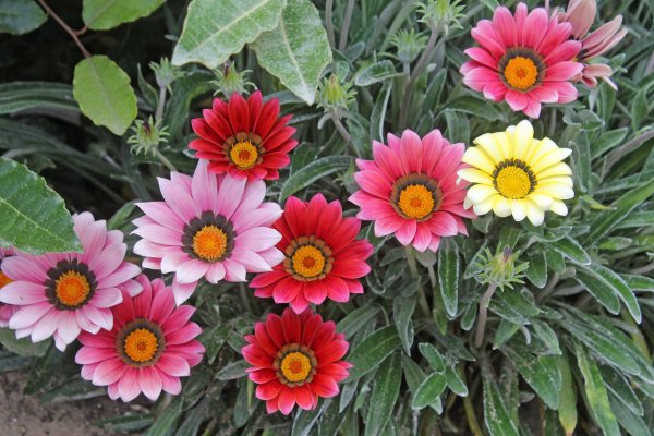 Гацания Кисс оранж