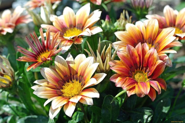 Гацания Нью Дэй