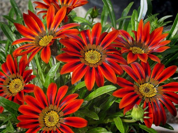 Гацания, газания, гацания