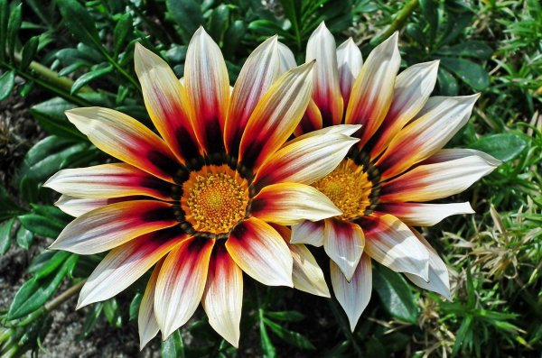 Гацания Кисс Роуз