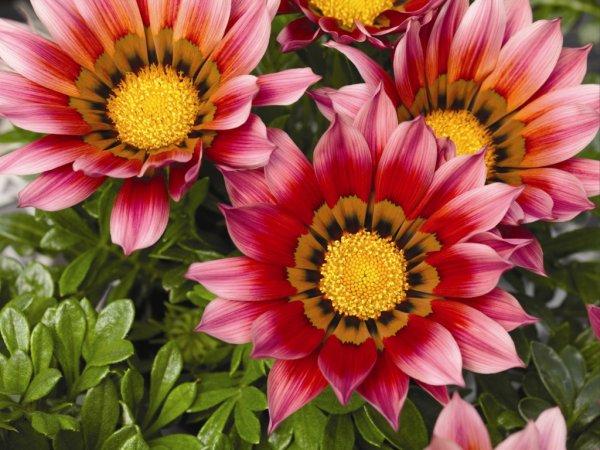 Гацания бордюрная смесь