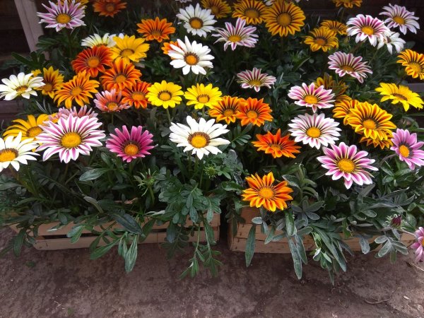 Гацания тигровая