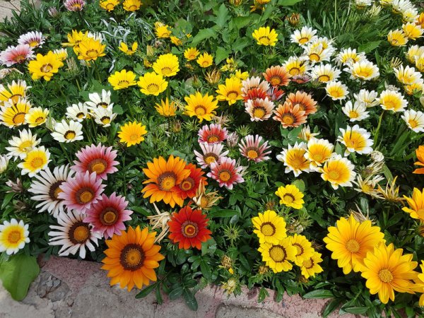 Гацания цветок