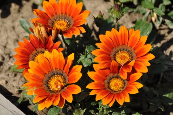 Гацания Йеллоу