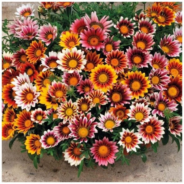 Гацания Африканская Ромашка