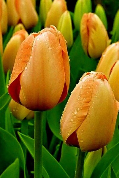 Тюльпан Пинк Сноуи