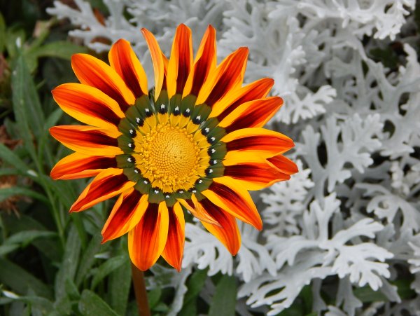 Гацания гибридная