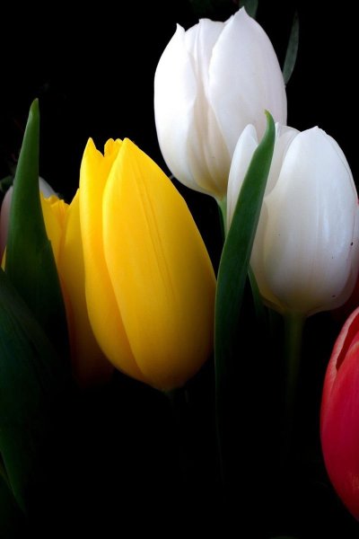 Тюльпаны на айфон