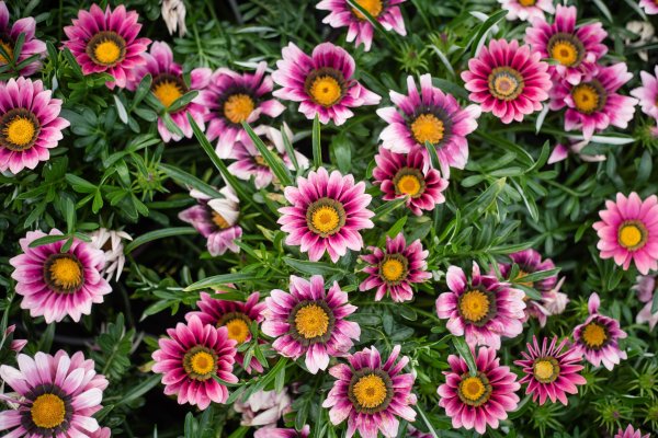 Гацания длиннострелковая