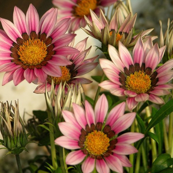 Гацания, газания, гацания