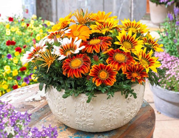 Африканская Ромашка газания