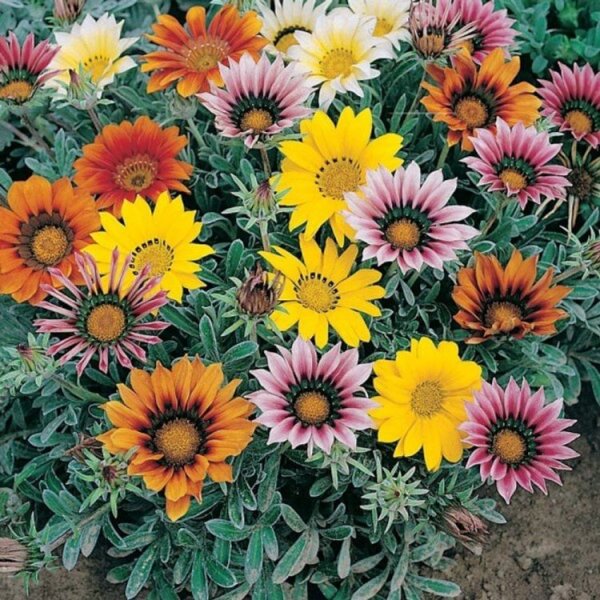 Гацания и газания