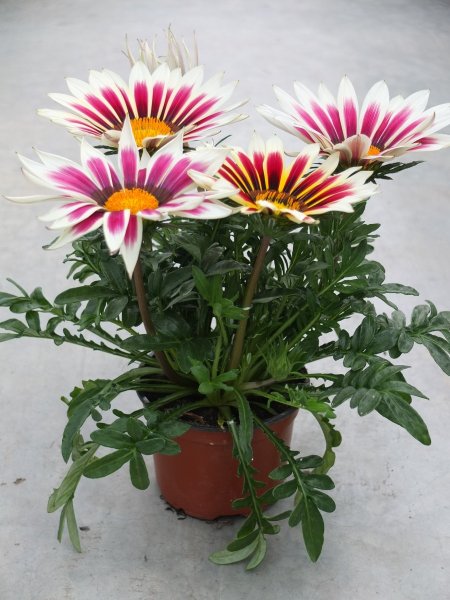 Газания Саншайн