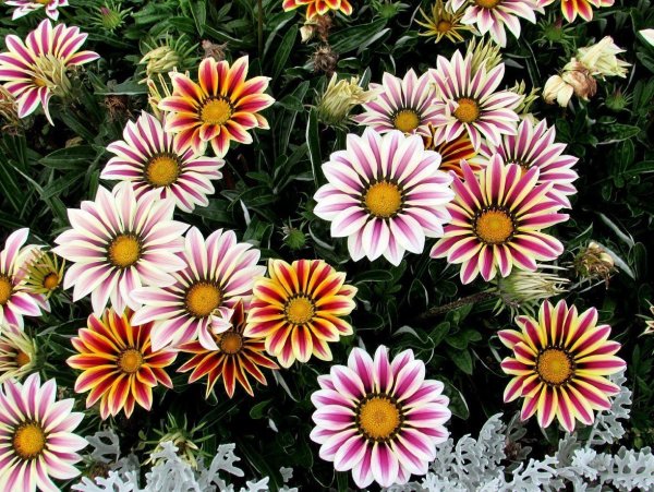 Гацания цветок