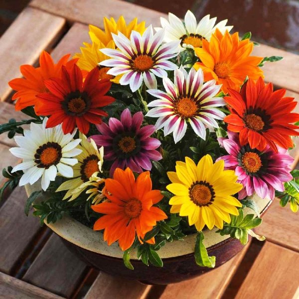 Гацания длиннострелковая