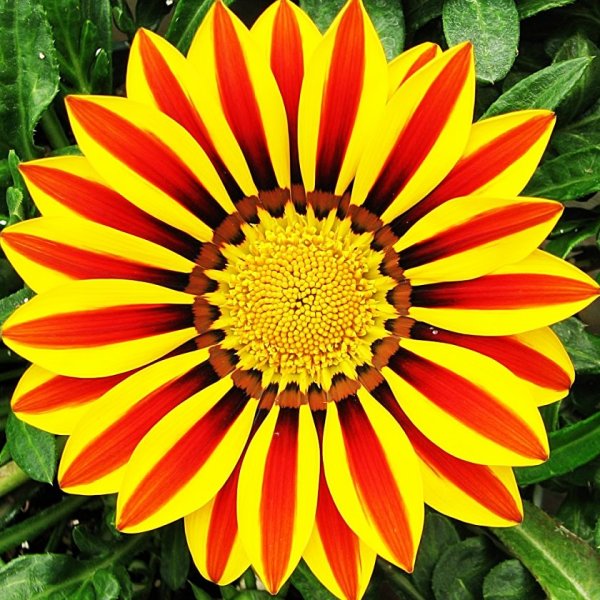 Гацания гибридная