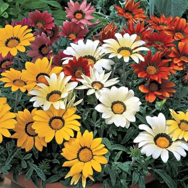 Гацания ампельная