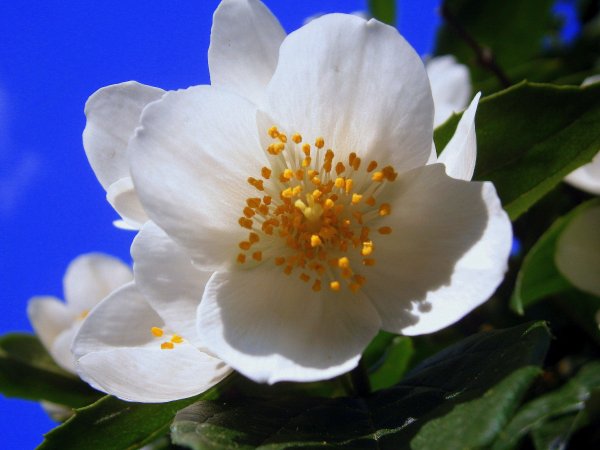 Цветок жасмина Jasminum